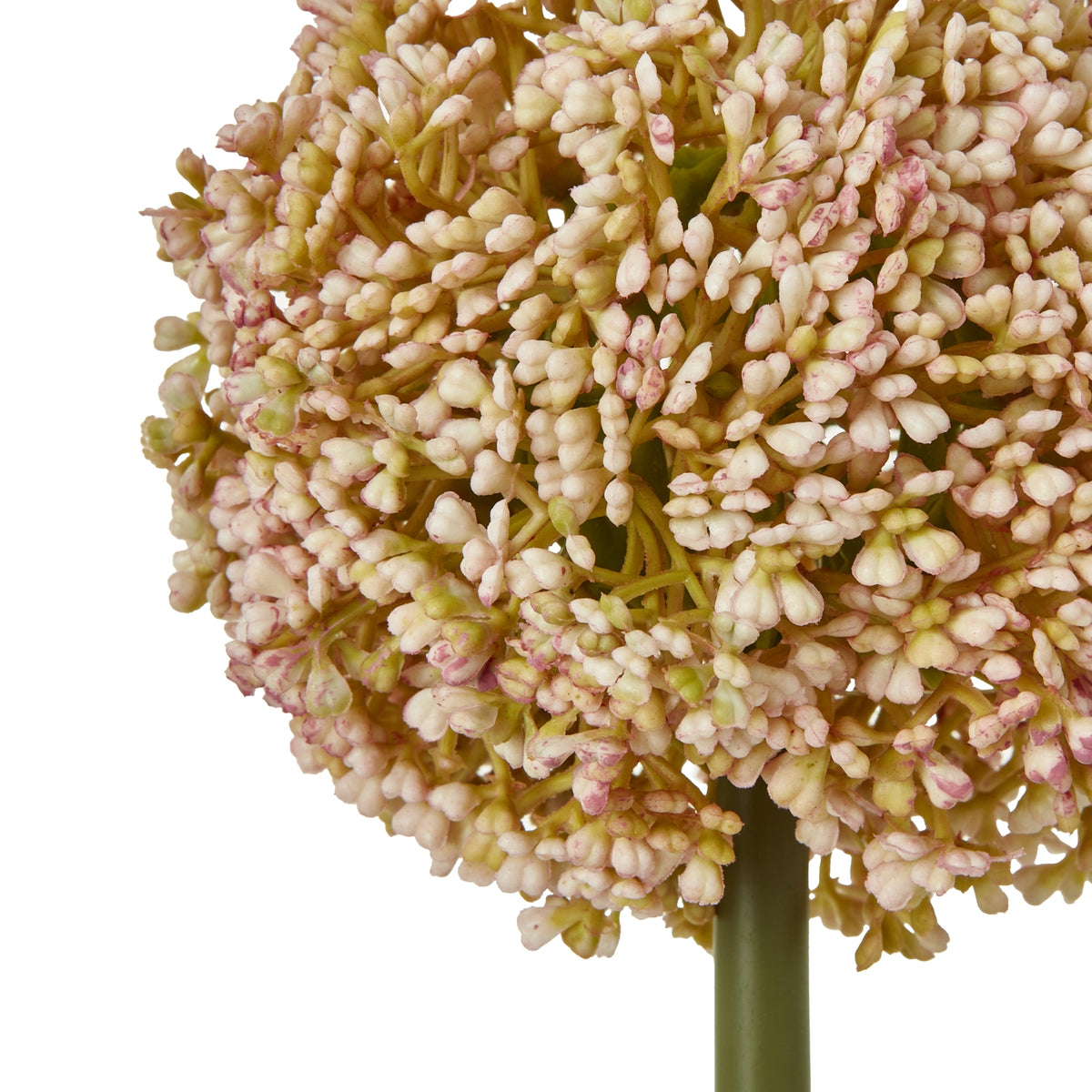 Pink Allium Stem – alternate view 2
