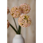 Pink Allium Stem – alternate view 5