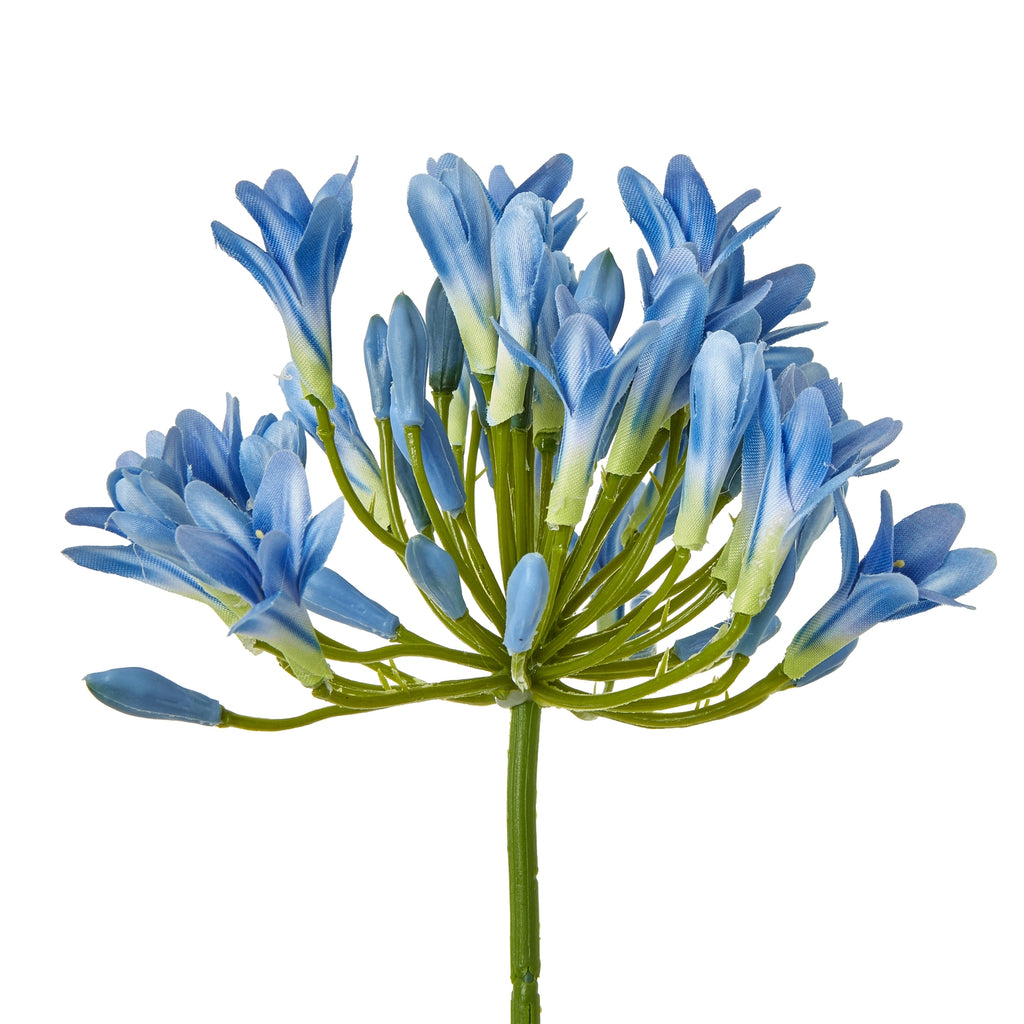 Blue Agapanthus Stem – alternate view 2