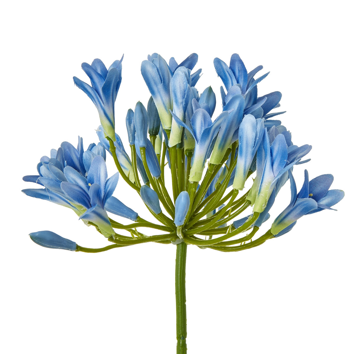 Blue Agapanthus Stem – alternate view 2