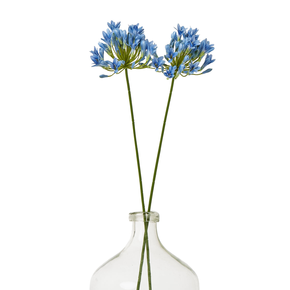 Blue Agapanthus Stem – alternate view 3
