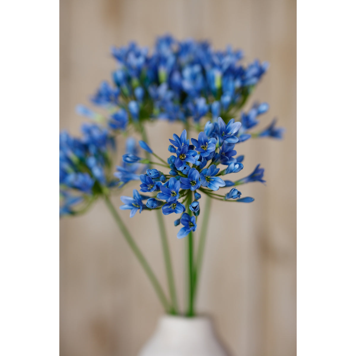 Blue Agapanthus Stem – alternate view 5