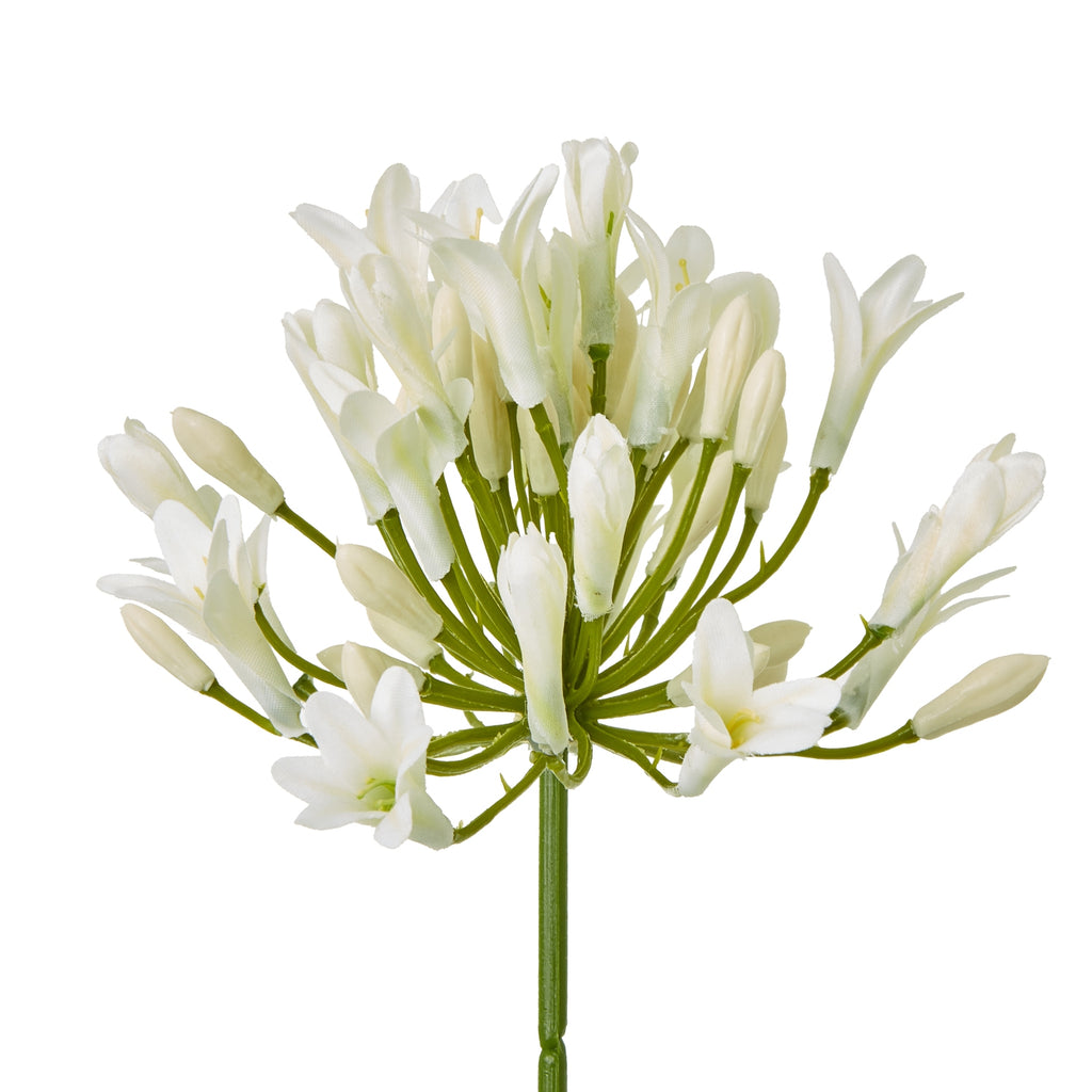 Cream Agapanthus Spray – alternate view 2