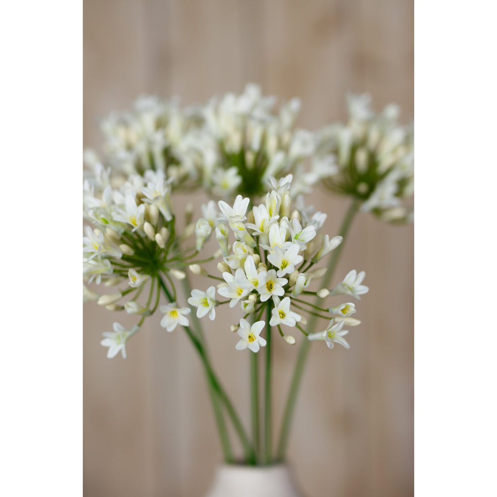 Cream Agapanthus Spray – alternate view 5
