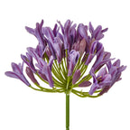 Lilac Agapanthus Spray – alternate view 2
