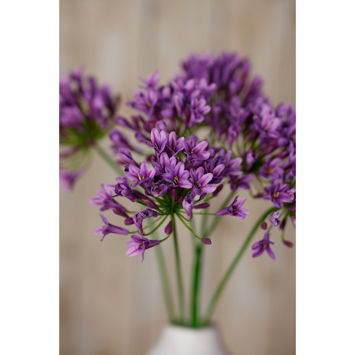 Lilac Agapanthus Spray – alternate view 5