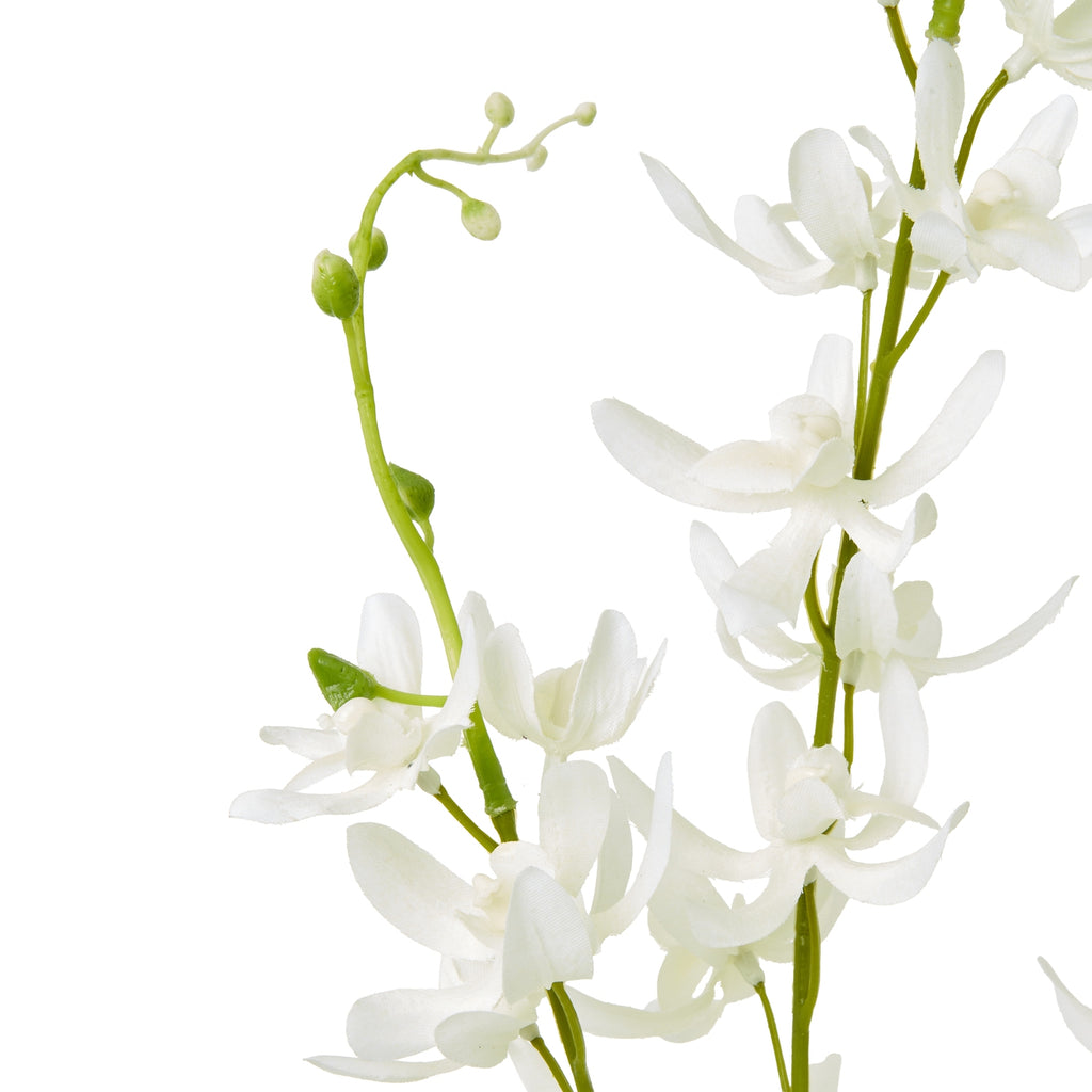 White Cymbidium Spray – alternate view 2