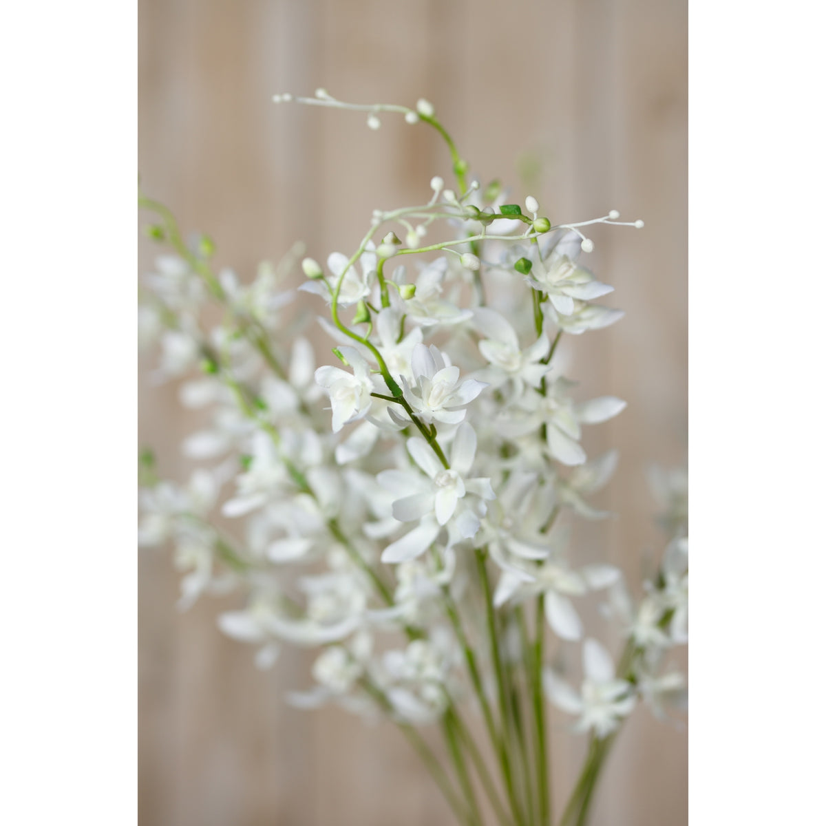 White Cymbidium Spray – alternate view 5