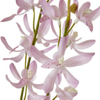 Lilac Cymbidium Spray – alternate view 2