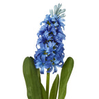 Blue Hyacinth Stem – alternate view 2