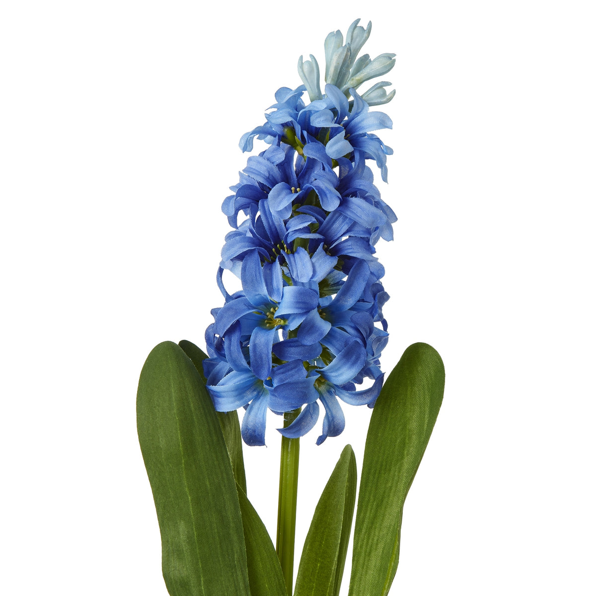 Blue Hyacinth Stem – alternate view 2