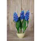 Blue Hyacinth Stem – alternate view 4