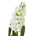 White Hyacinth Stem – alternate view 2