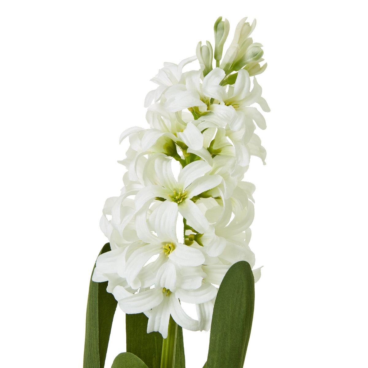 White Hyacinth Stem – alternate view 2