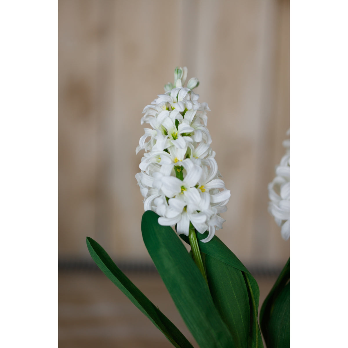White Hyacinth Stem – alternate view 5