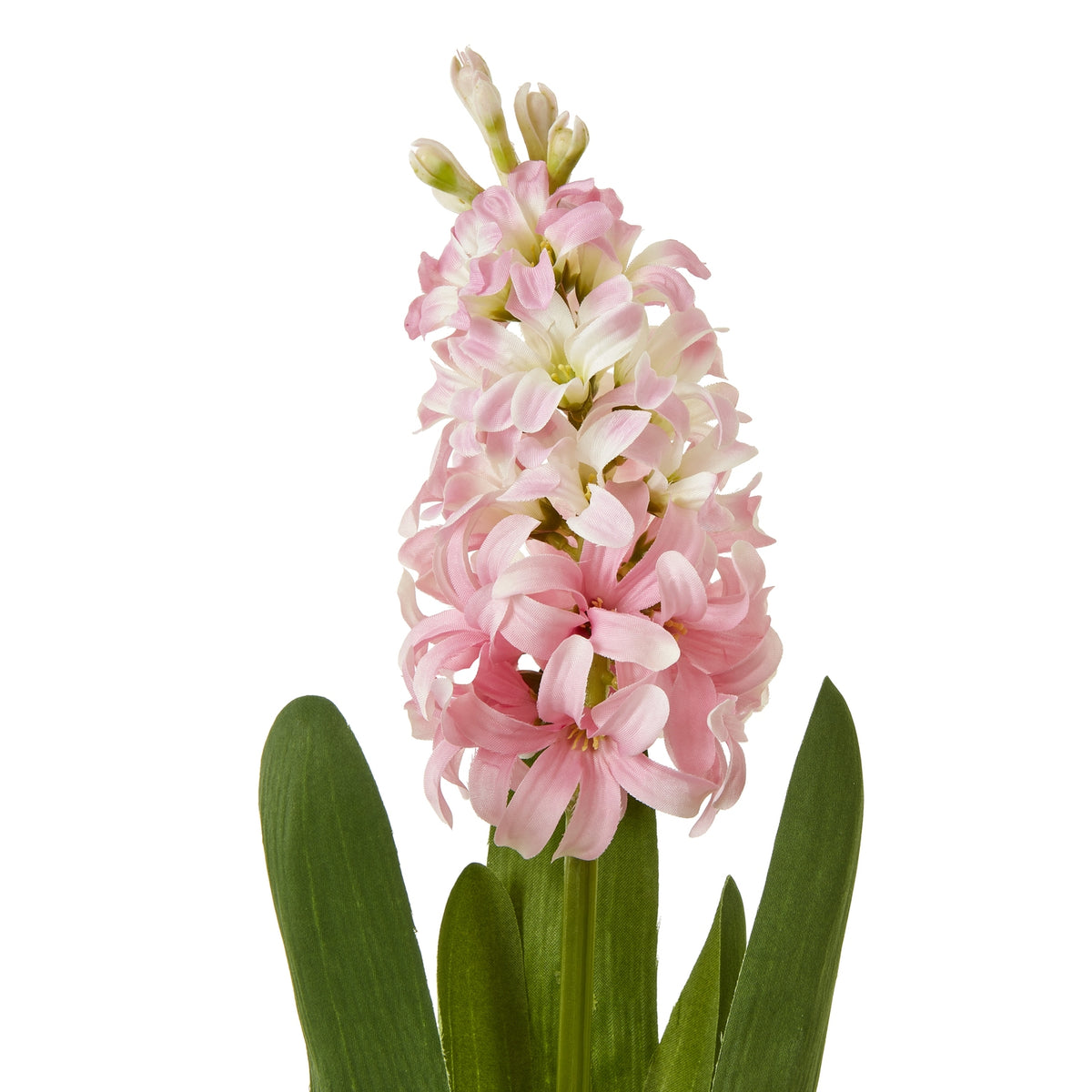 Pink Hyacinth Stem – alternate view 2