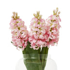 Pink Hyacinth Stem – alternate view 3