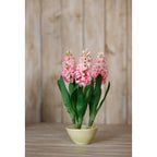 Pink Hyacinth Stem – alternate view 4