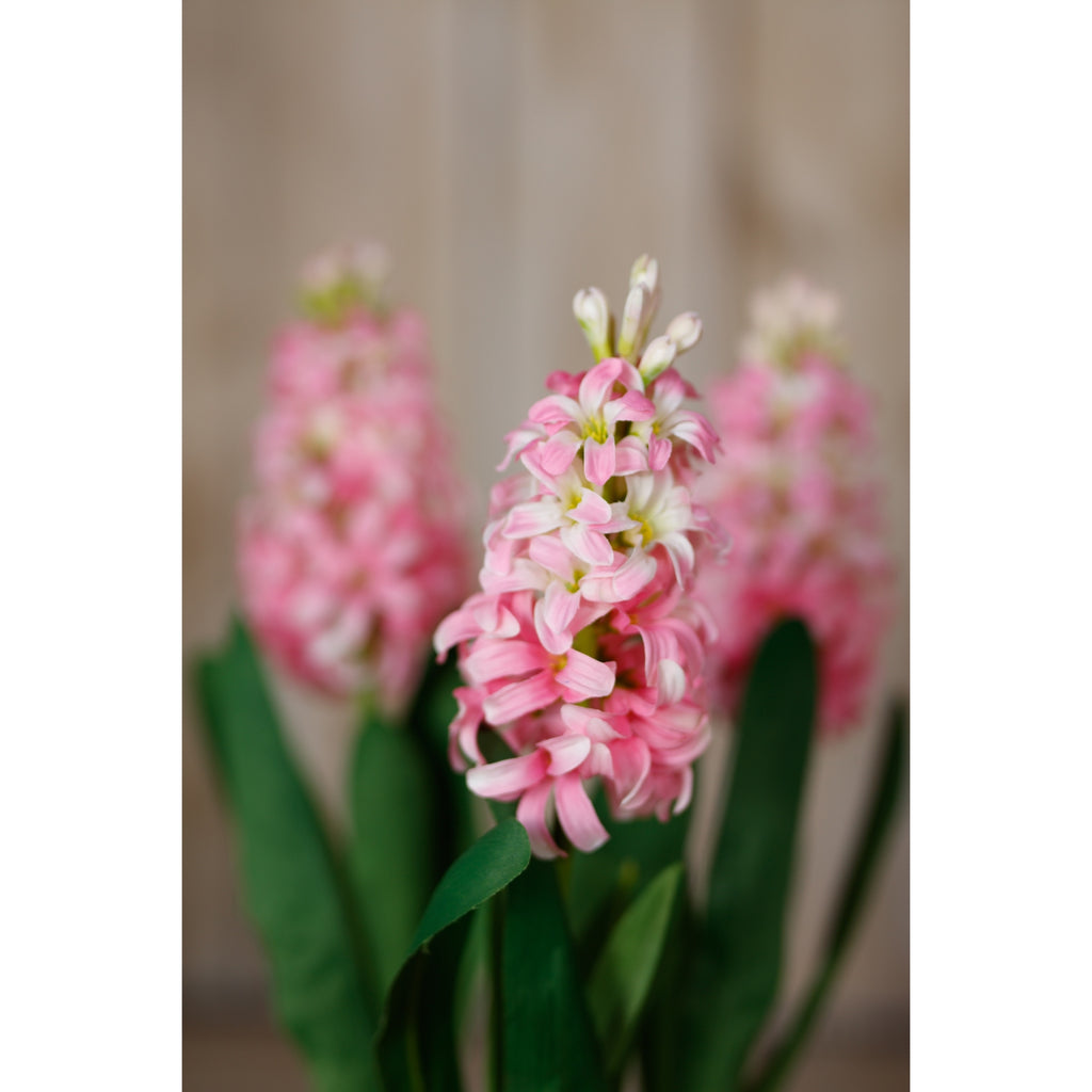 Pink Hyacinth Stem – alternate view 5