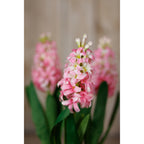 Pink Hyacinth Stem – alternate view 5