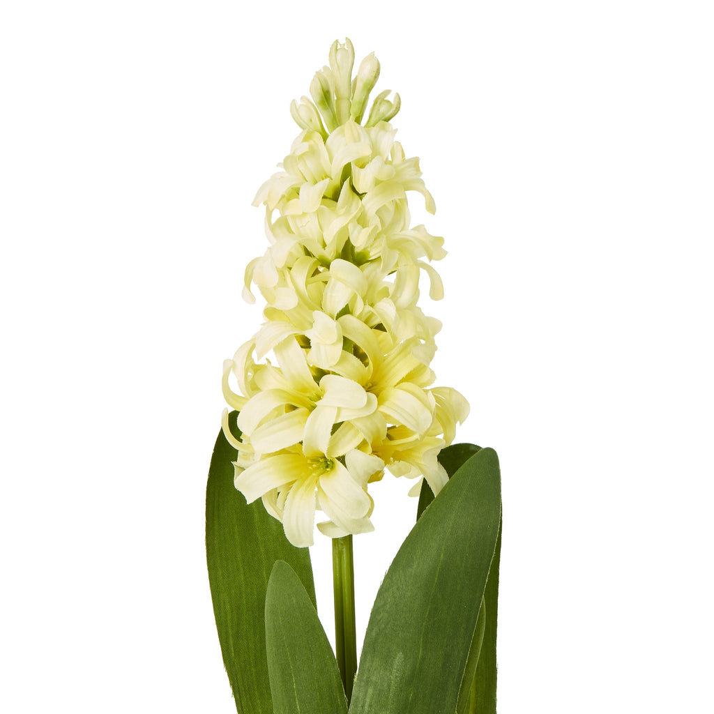 Yellow Hyacinth Stem – alternate view 2