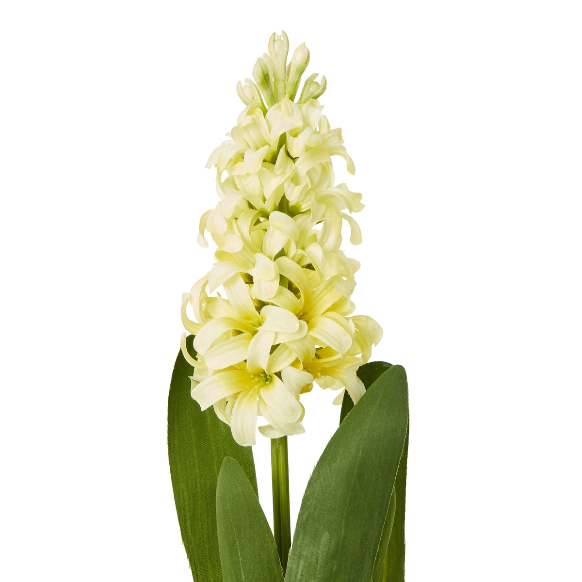 Yellow Hyacinth Stem – alternate view 2
