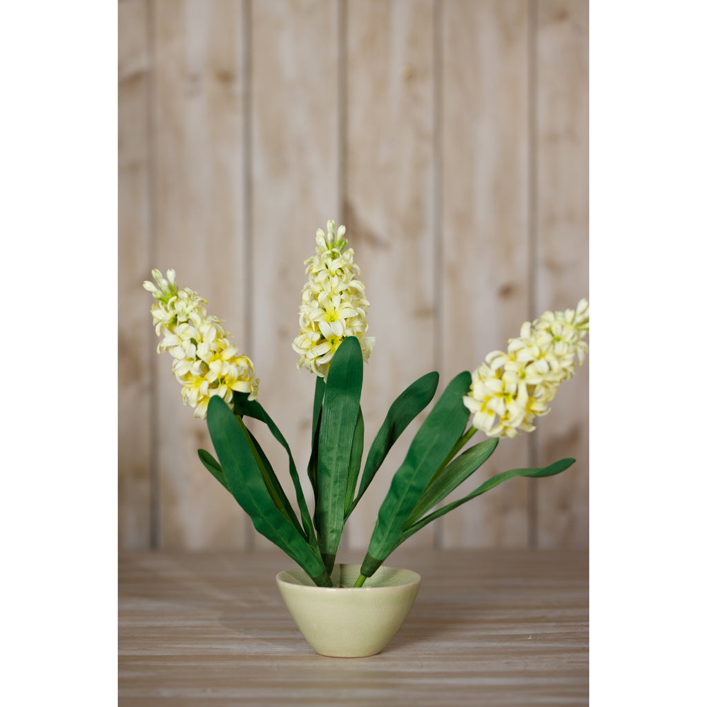 Yellow Hyacinth Stem – alternate view 4