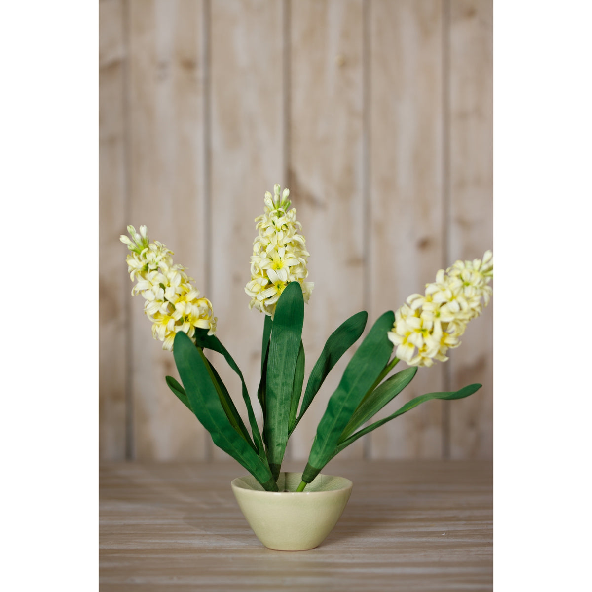Yellow Hyacinth Stem – alternate view 4