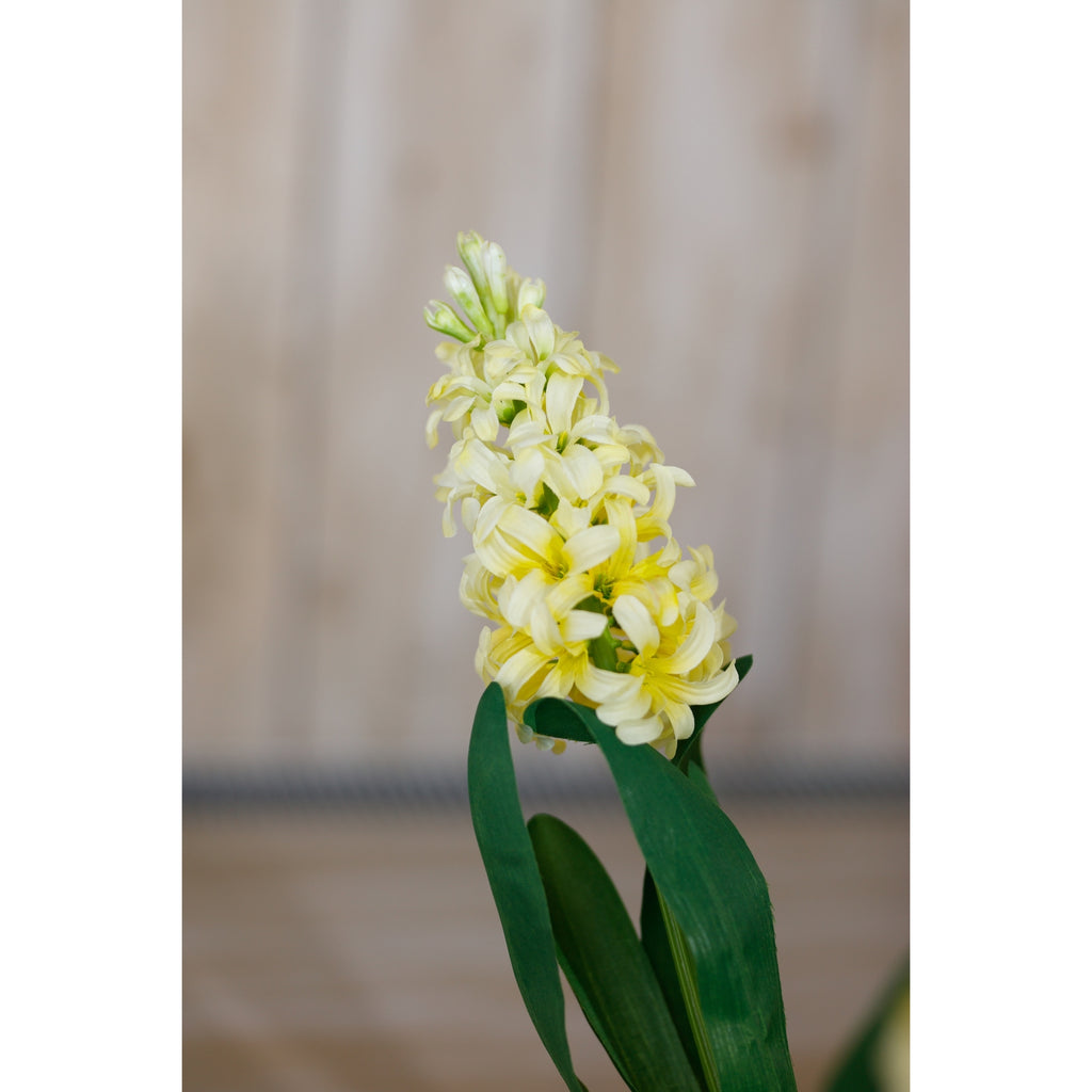 Yellow Hyacinth Stem – alternate view 5