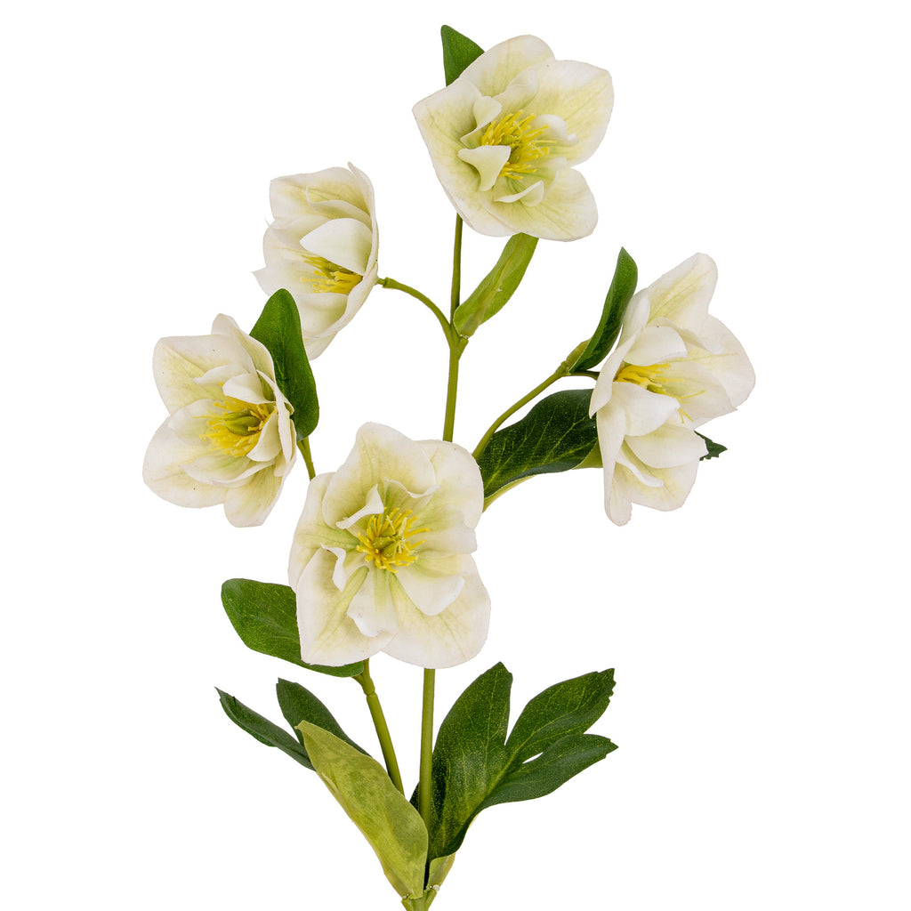 White Hellebore Stem – alternate view 2