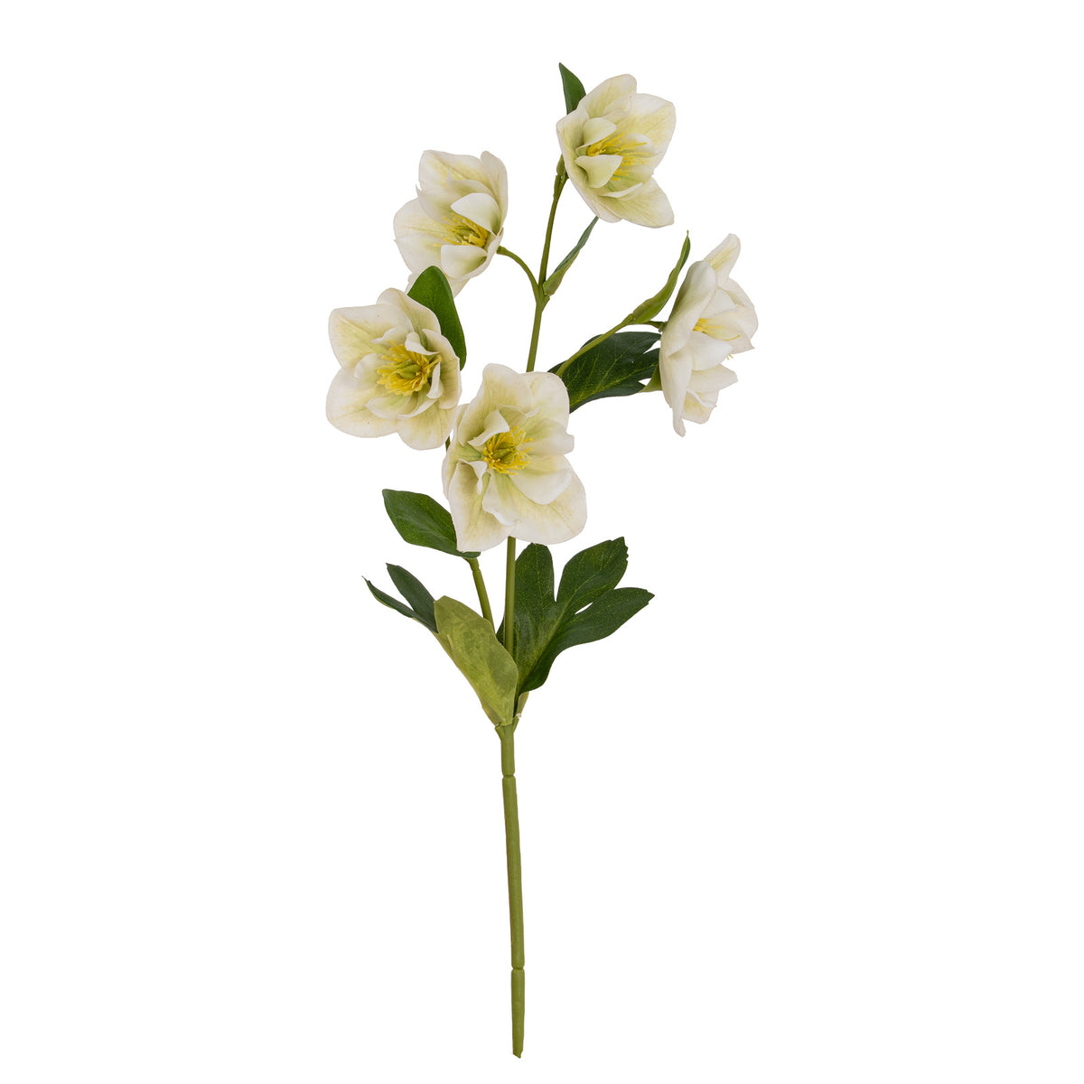White Hellebore Stem – alternate view 3
