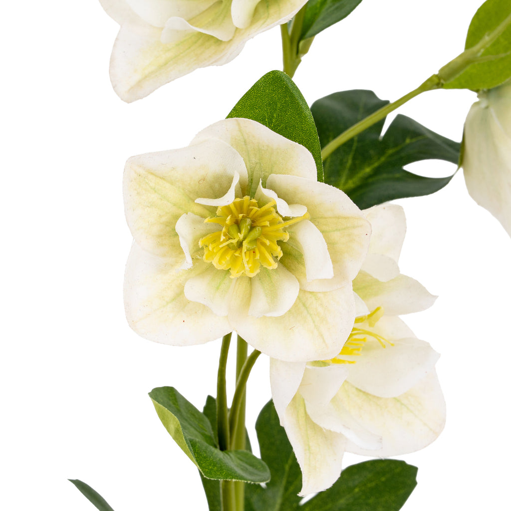 White Hellebore Stem – alternate view 4