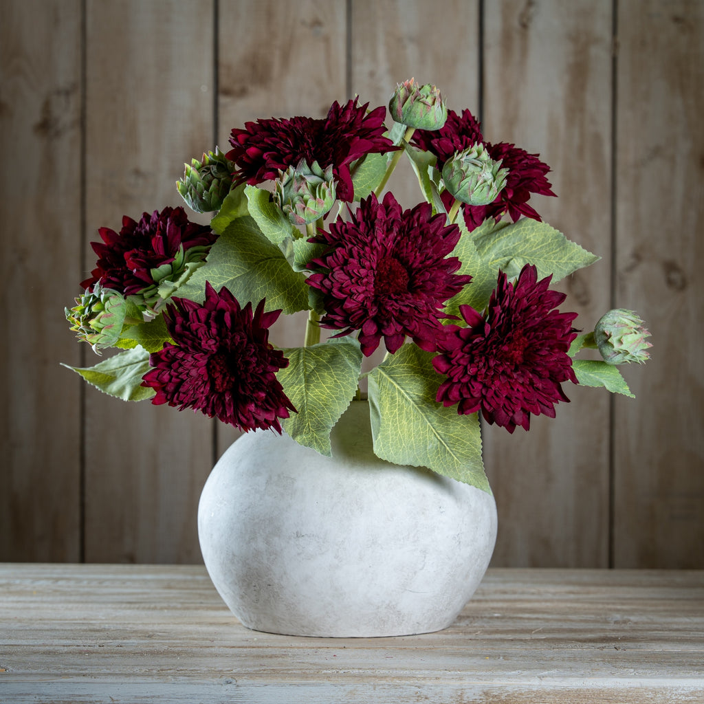 Dahlia Burgundy Raven Stem – alternate view 2