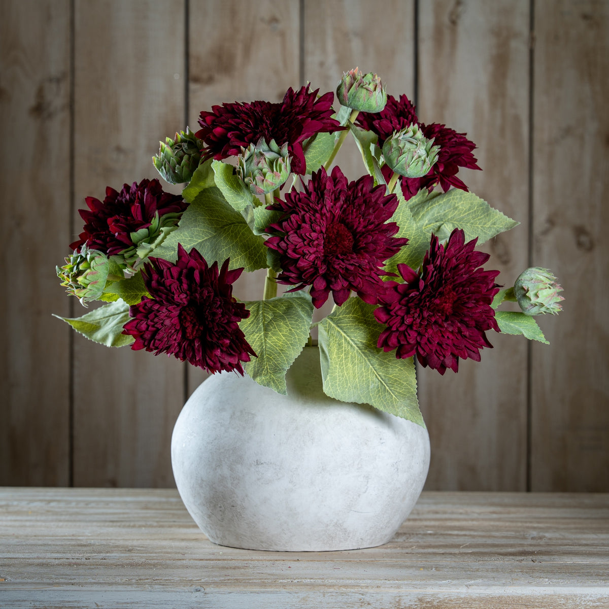 Dahlia Burgundy Raven Stem – alternate view 2