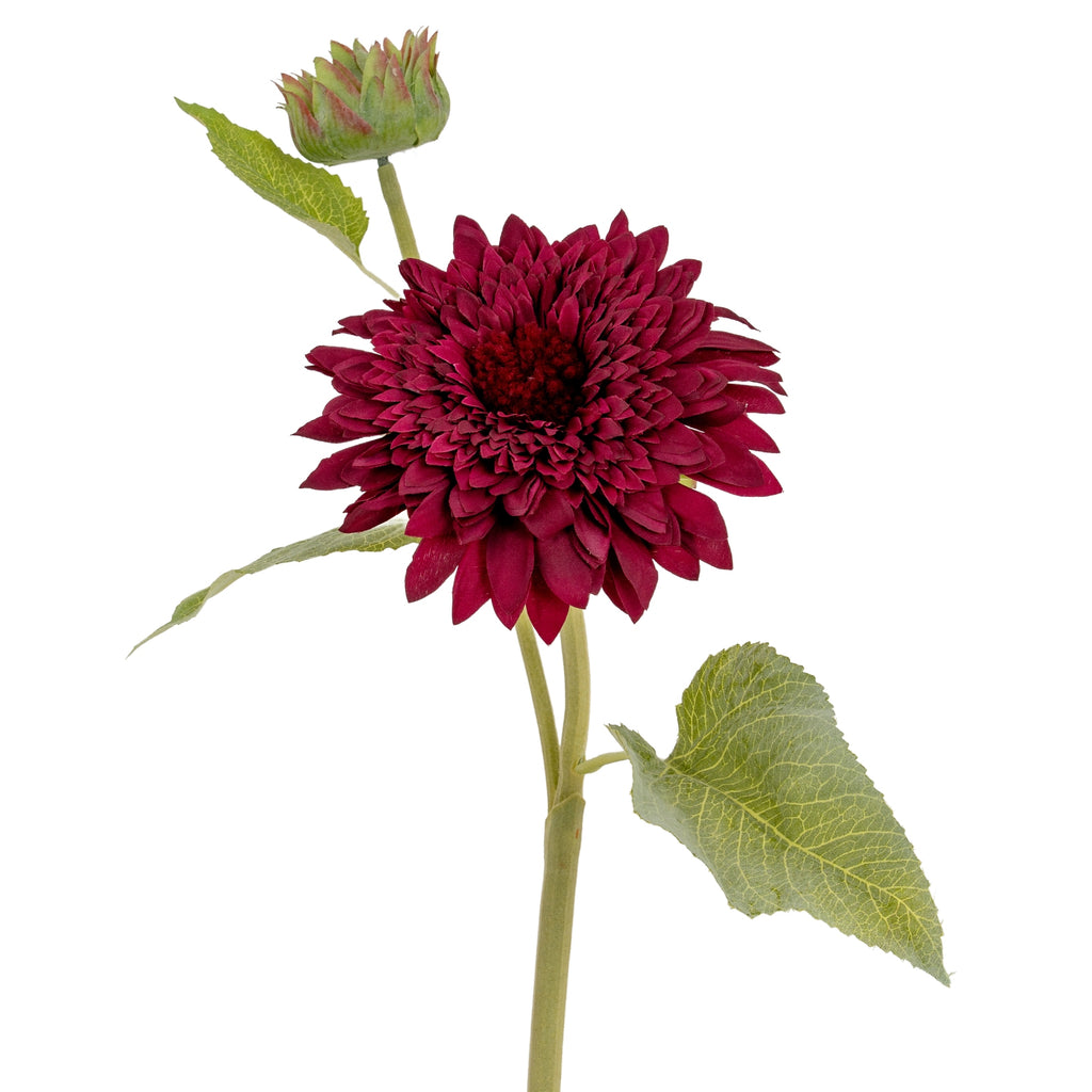 Dahlia Burgundy Raven Stem – alternate view 3