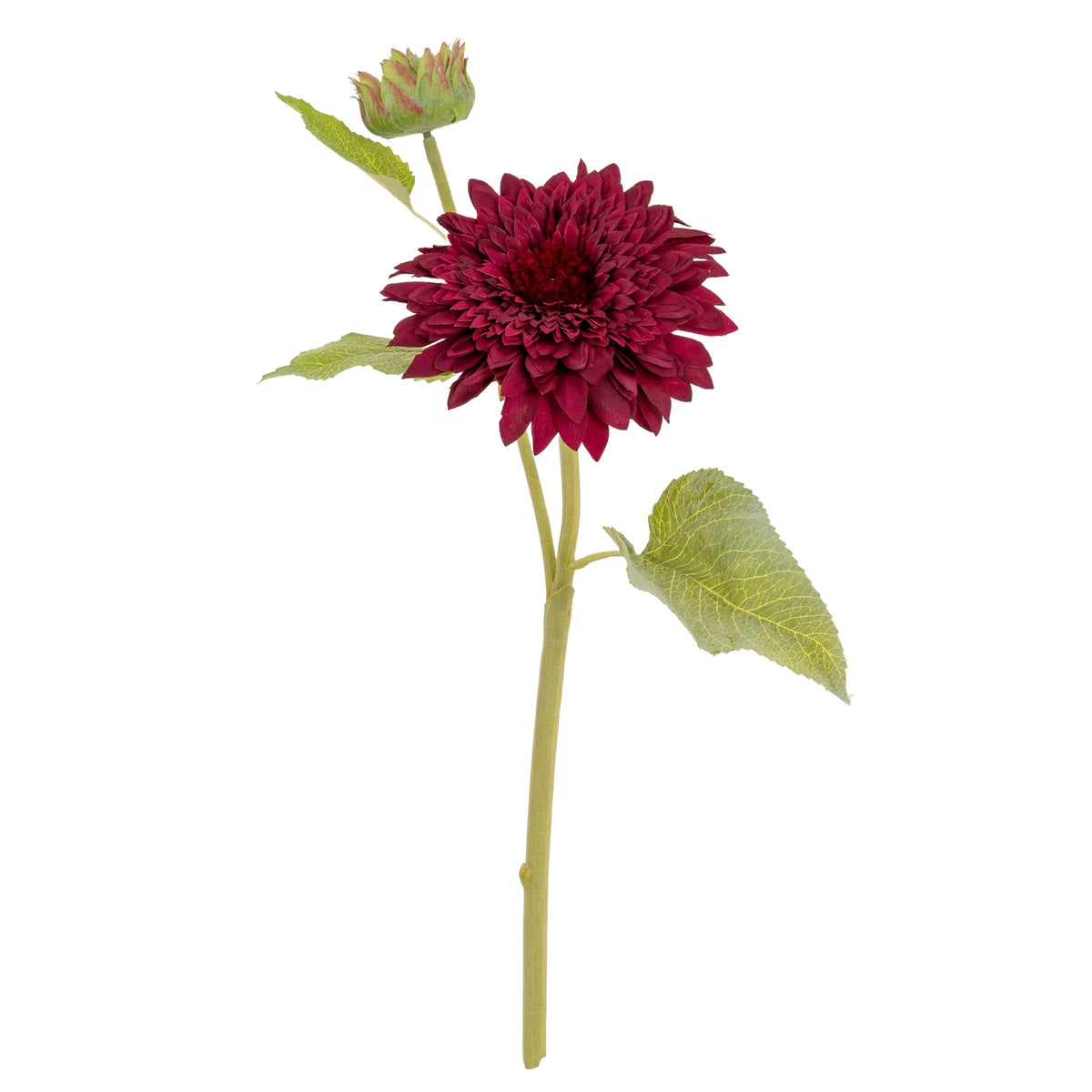Dahlia Burgundy Raven Stem – alternate view 4