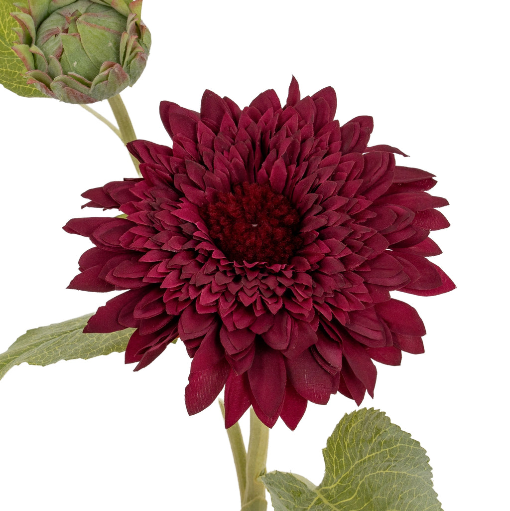Dahlia Burgundy Raven Stem – alternate view 5