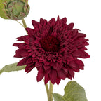 Dahlia Burgundy Raven Stem – alternate view 5