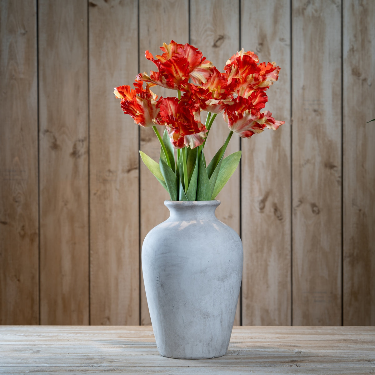 Flame Orange Parrot Tulip – alternate view 2