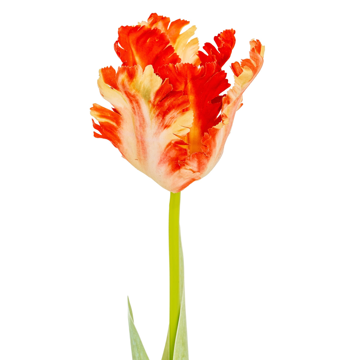 Flame Orange Parrot Tulip – alternate view 3