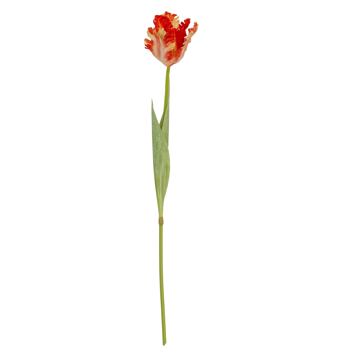 Flame Orange Parrot Tulip – alternate view 4