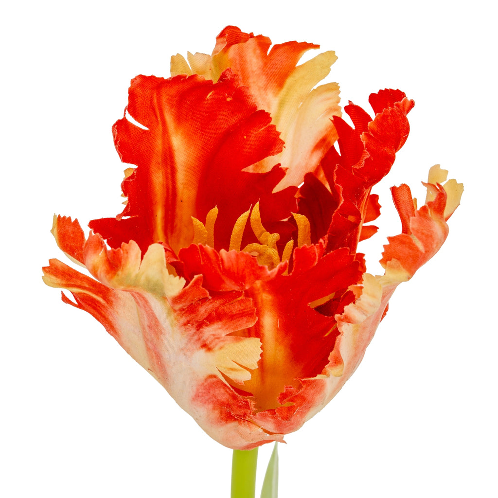 Flame Orange Parrot Tulip – alternate view 5