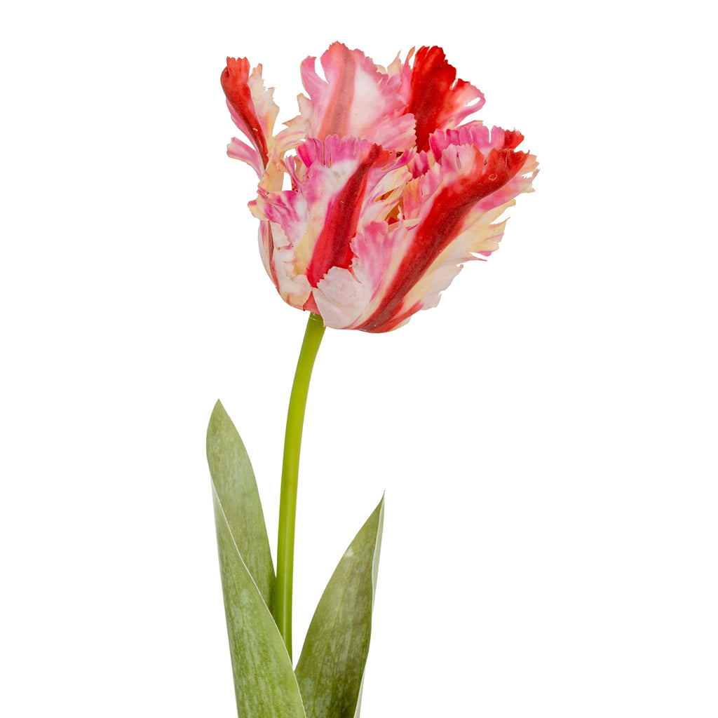 Multi Pink Parrot Tulip – alternate view 3