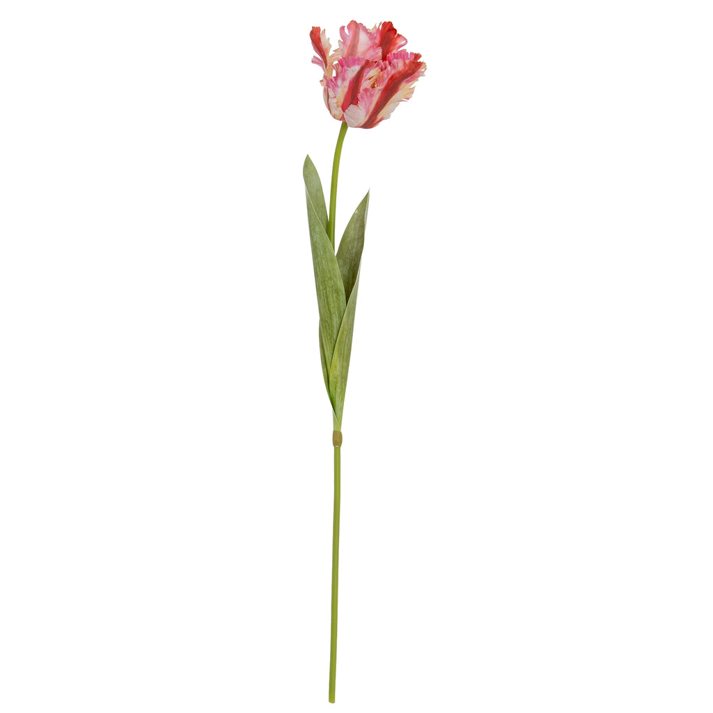 Multi Pink Parrot Tulip – alternate view 4