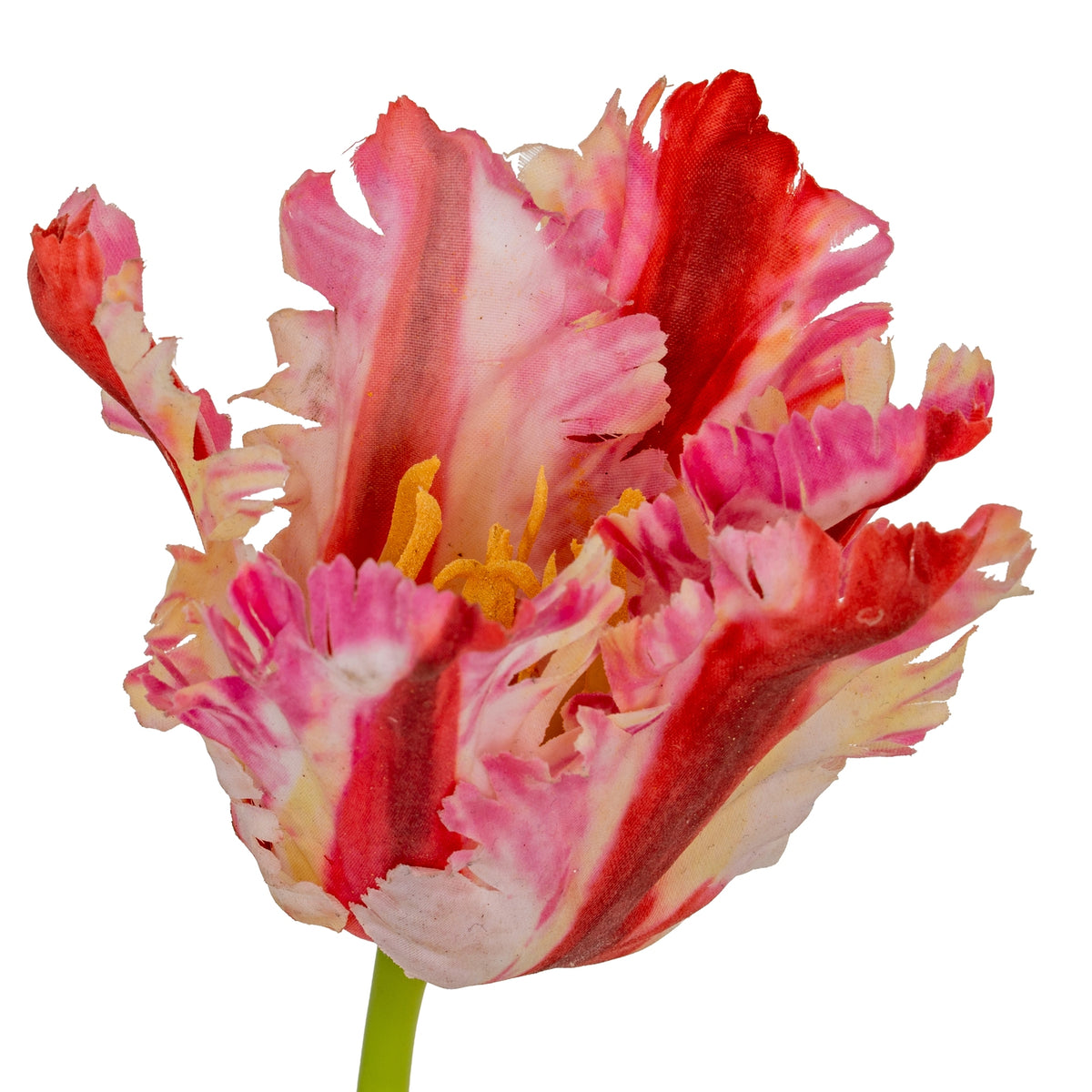 Multi Pink Parrot Tulip – alternate view 5