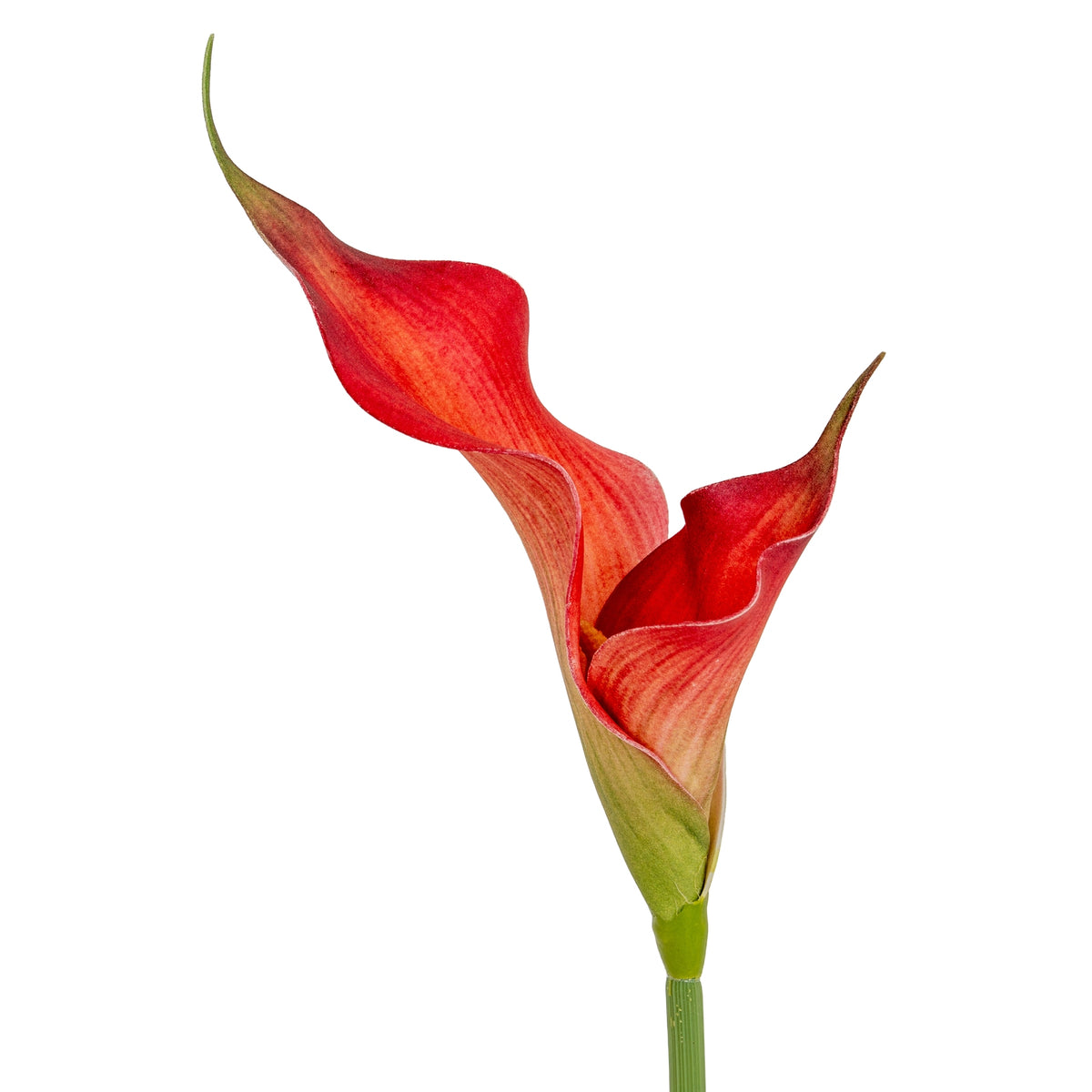 Fireball Calla Lily – alternate view 3