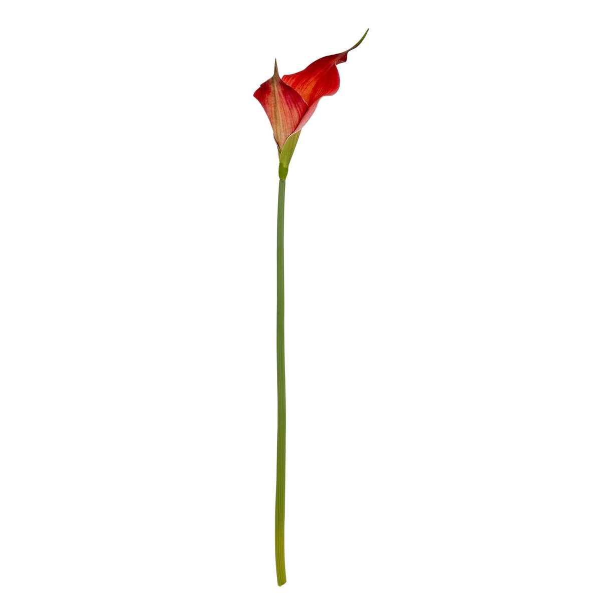 Fireball Calla Lily – alternate view 4