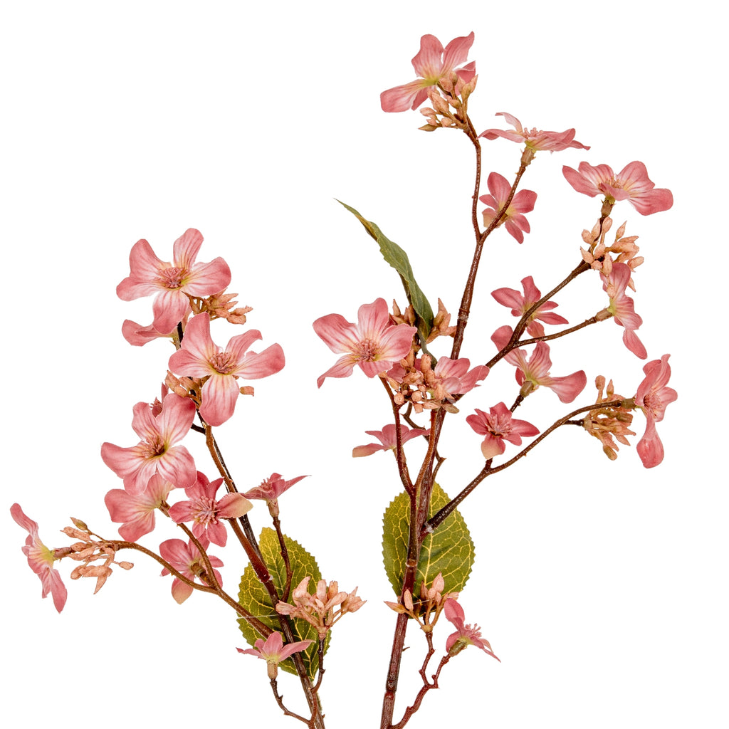 Pink Vernicia Fordii Spray