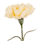 Cream Carnation Stem