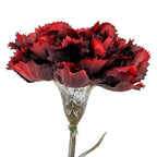 Burgundy Carnation Stem